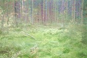 Лесная чаща