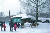 Олени в п. Бажуково