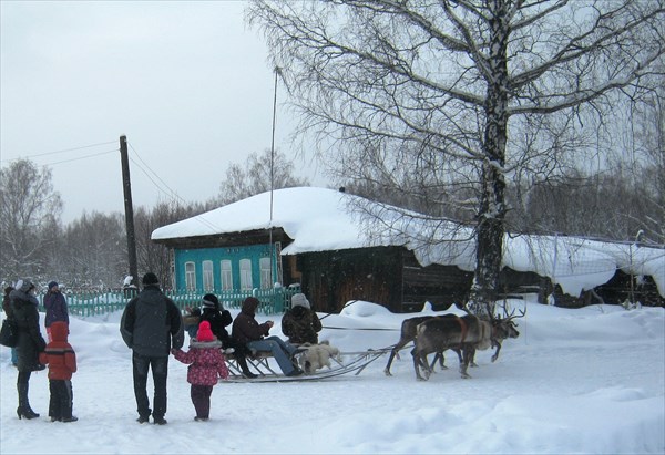 на фото: Олени в п. Бажуково