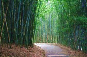 Обязательное растение для китайского сада – бамбук