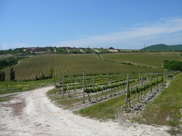 Дорога через виноградники на Федотовку