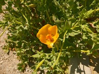 Желтый цветок с колючим стеблем