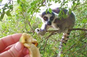 кольцехвостые  лемуры