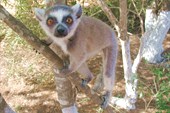 лемур