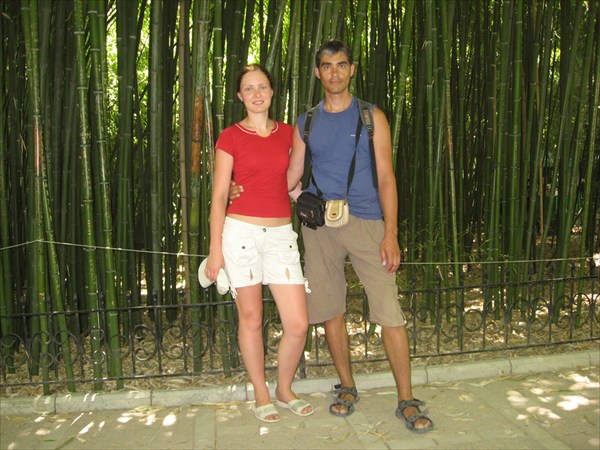 Бамбук в ботаническом саду