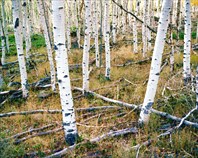Pandotree3-Лес Пандо