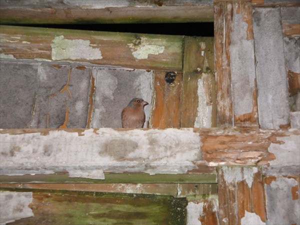 прилетел в гости