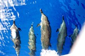 дельфины редкость в Дахабе