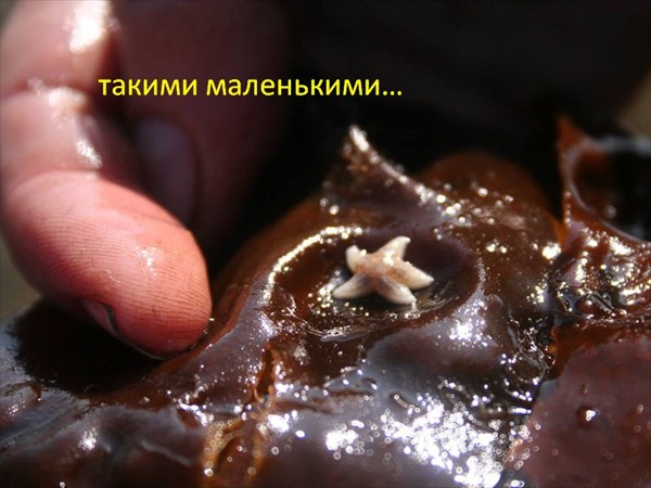 Слайд15