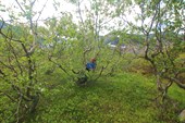 Карликовый лес по дороге к перевалу Петрелиуса