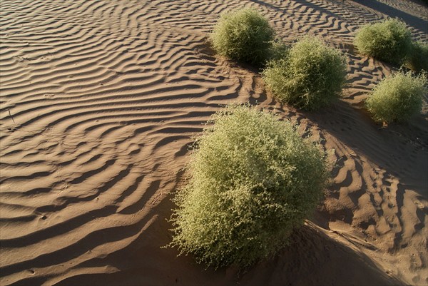 Пески Кызылкумов