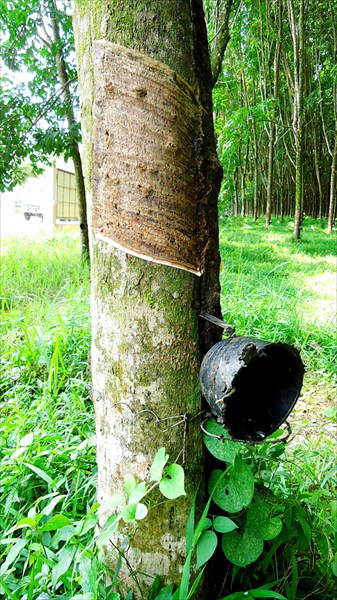 Гевея бразильская (каучуковое дерево)