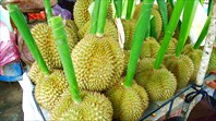 Король фруктов дуриан