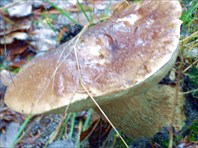 Белый гриб. В ноябре