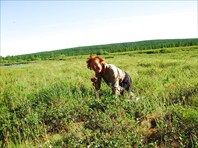 Подножный корм