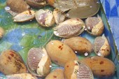 Хотите морепродуктов? Пжалуйста!