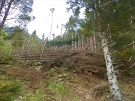 Ель не уживается здесь и падает