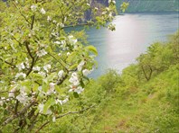 Вертикальное садоводство