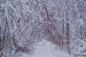 Зимний лес в Карелии