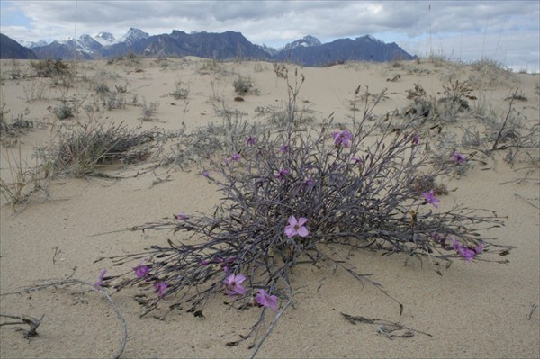Цветы в пустыне