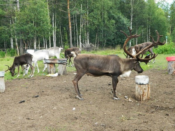 Олени.