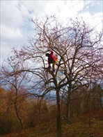 Хурма созрела