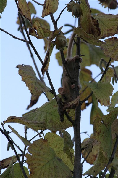 мышь на дереве