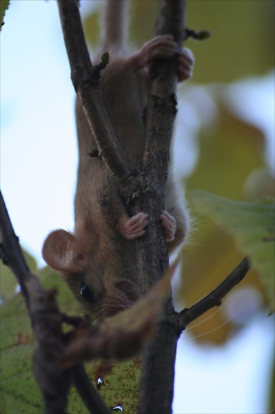 мышь на дереве