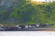 Стадо оленей на берегу Карского моря.