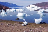 Айсберги в Sermilik fjord.