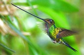 Mecheklyvii-kolibri13