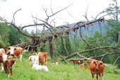 Коровы на перевале