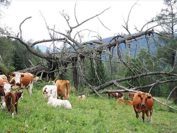 Коровы на перевале