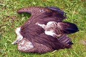 Мертвый орел