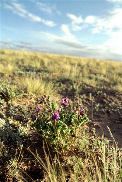 Растительность Тибетского плато