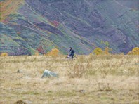 Чойгана не отстает