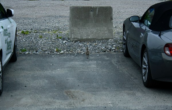 Птенец чайки на парковке