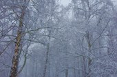 2011-11_Сумган_р_000-022