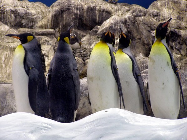 Пингвины смотрят на нас...