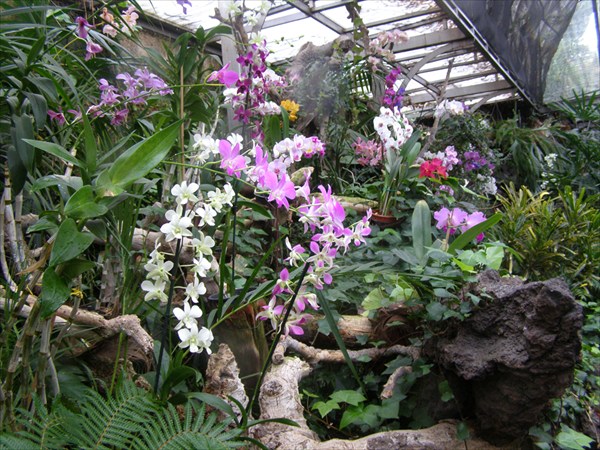 Оранжерея орхидей и олеандров