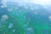 Мир медуз