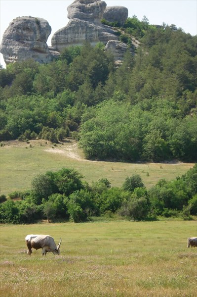 Сфинксы и буйволы Каралезской долины, дорога на Мангуп