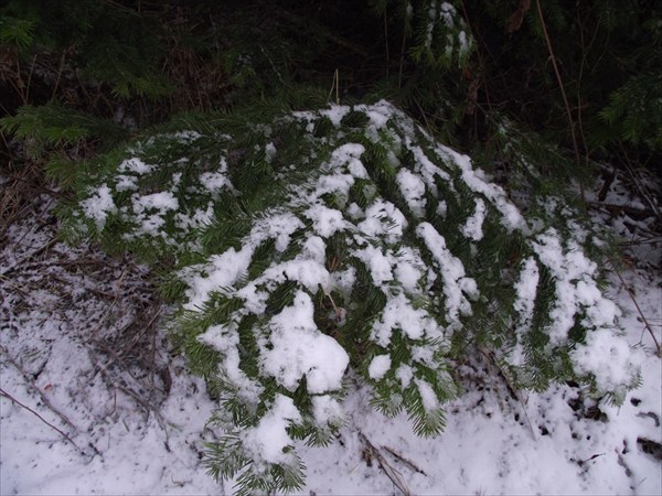 первый снег на елках
