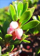 Окрестности Кандалакши.