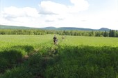 В лес, в прохладу...