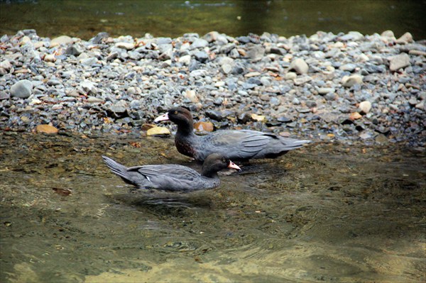 Эти редкие птицы - эндемики Новой Зеландии.