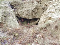 В лягушачьей пасти