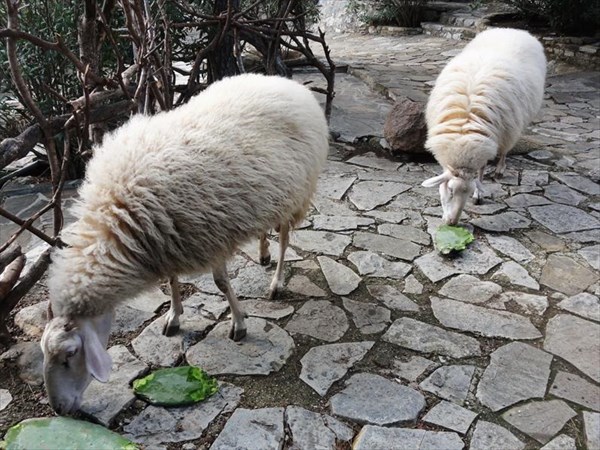 Овечки с удовольствием грызут кактус.