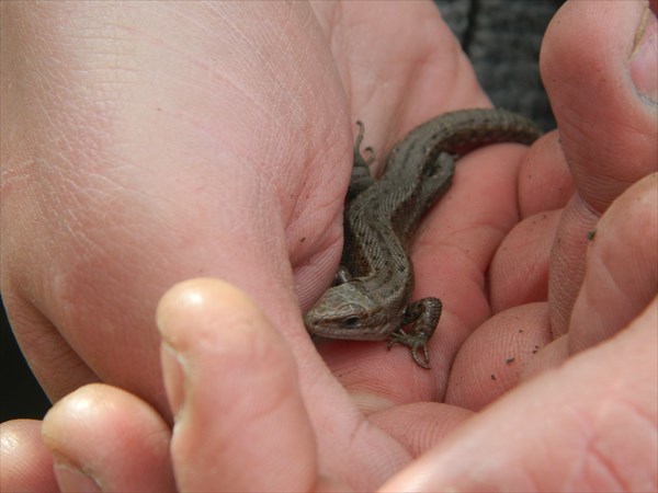 Встреча с хозяйкой