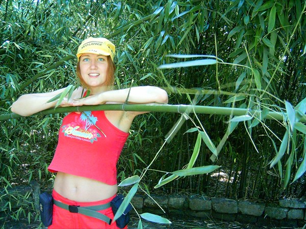 на бамбуке